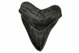 Serrated, Fossil Megalodon Tooth - South Carolina #345785-1